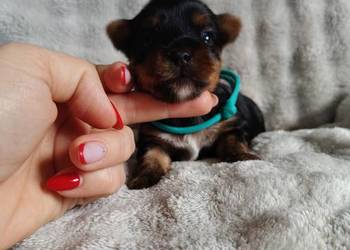 Piesek yorkshire terrier do rezerwacji