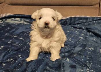 Suczka, samiec rasy maltańczyk ur. 25.11.2025 gotowe do rezerwacji ZHPR UCI