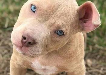 Piekne amstaffy