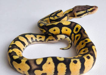 Wąż Pyton królewski ♂ Firerfly {Fire + Pastel} • Python Regius