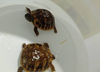 Żółw Grecki Testudo Hermanni Lądowy Obrzeżony