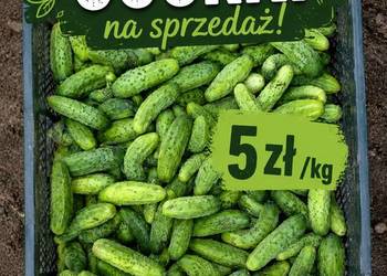 Ogórki