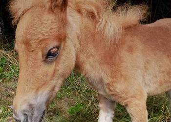 Na sprzedaż trzy kuce – możliwość zakupu pojedynczo lub w komplecie