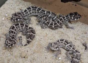 Gekon żmijowy (Hemidactylus imbricatus)