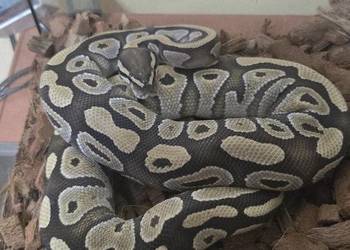 Pyton Królewski duży samica