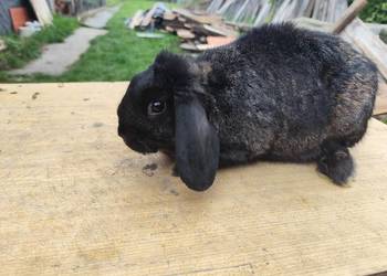 Króliki samce  i samiczka 4 sztuki w cenie