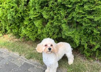 Śliczny chłopak maltipoo