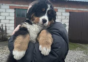 Berneński pies pasterski Biszkopt