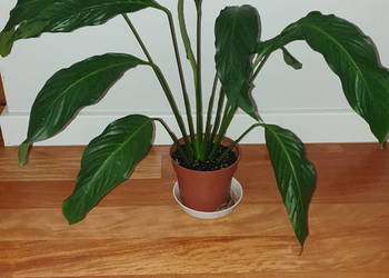 Skrzydłokwiat, roślina rosnąca, duży, wysoki na 55cm