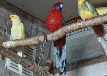 Aleksandretty Rozelle Królewskie