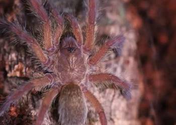 Harpactira pulchripes L4 piękny pająk