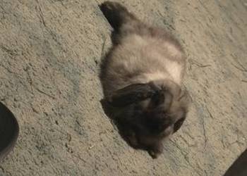 Królik mini lop