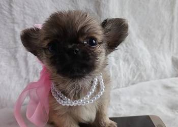 Chihuahua dziewczynka suczka XS dlugowlosa