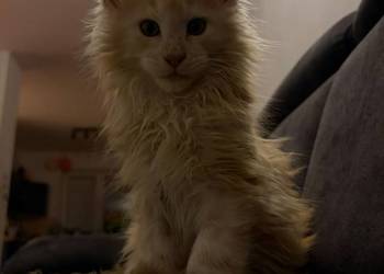 Maine Coon – wyjątkowe kocurki szukają kochających domów!