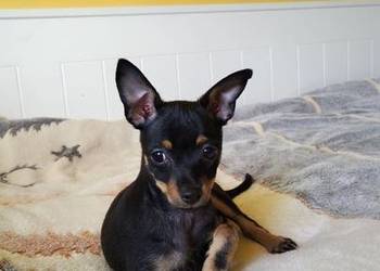 ? Szczenięta Toy Terrier