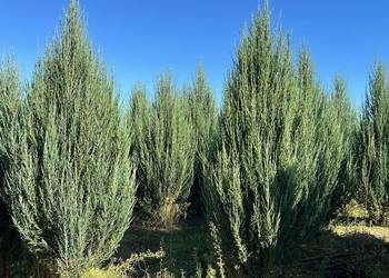 Jałowiec 180-200cm sadzenie transport