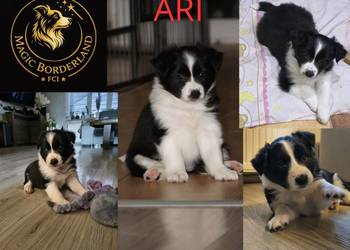 Szczeniaki Border Collie ZKwP FCI