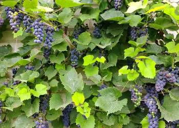 Sprzedam winogrono ciemne