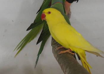 Aleksandretta Obrożna Żółta Samica 2024