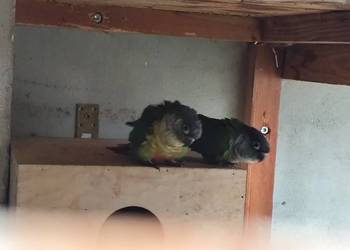 Rudosrerki zielonolica