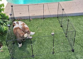 Estetyczna klatka dla świnki morskiej kojec modułowy do domu