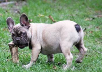 Buldog Francuski maluchy z genem Fluffy