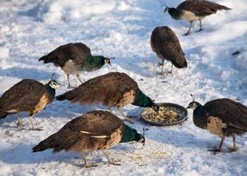 Pawie Indyjskie z wolnego wybiegu