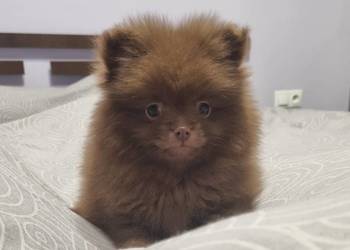 Szpic miniaturowy szczenięta