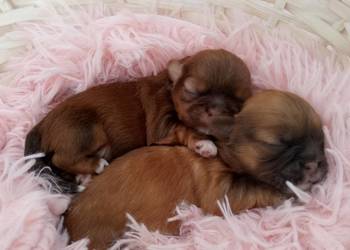 Czekoladowa suczka rasy Shih-Tzu