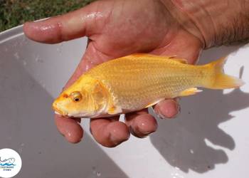 Narybek karpia koi