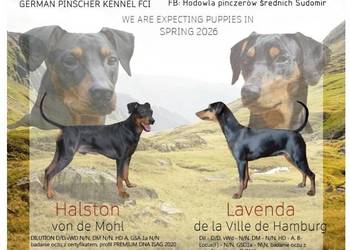 Pinczer Średni szczeniaczki