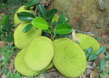 CHLEBOWIEC RÓŻNOLISTNY Artocarpus heterophyllus - NASIONA 100g