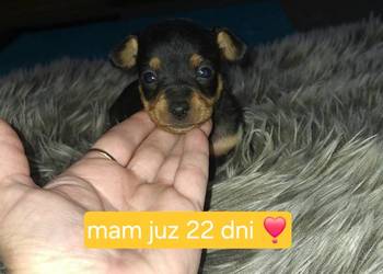 Pinczery ratlerki miniaturki