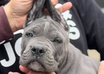 Cane Corso Szczenięta