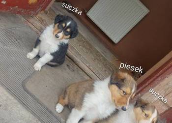 Owczarek szkocki collie