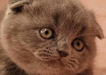 Kot szkocki zwisłouchy