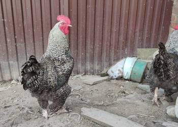 Koguty olbrzymie sprzedam