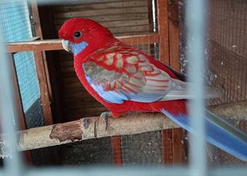 Rozelle królewskie oraz świergotki