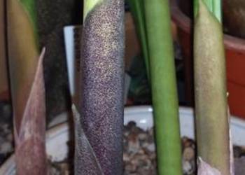 Sansevieria bacularis z kolekcji odrost liść 75 cm z kłączem