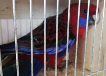 Sprzedam samca rozeli królewskiej