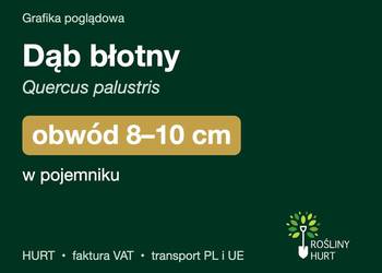 Dąb błotny (Quercus palustris) obwód 8-10 cm, w pojemniku – HURT