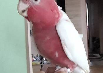 Kakadu różowe lutino