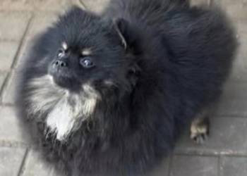 Suczka pomeranian 2 lata