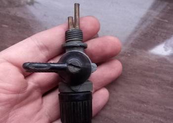 Kranik komar sztywniak junak