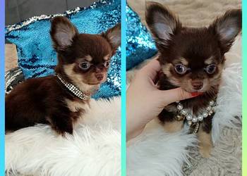 Chihuahua suczka czekoladowa długowłosa piękna