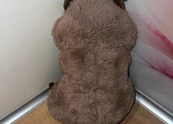 Śliczny Misiu bóbr Julek