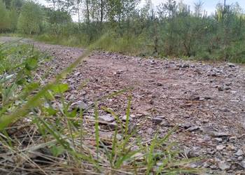 Działka Leśna 4,55 ha z Sosnowym Lasem – Idealne Miejsce na Inwestycję