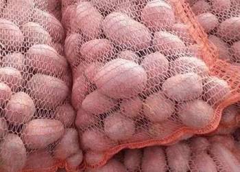 Ziemniaki bellarosa Ziemniaki bellarosa