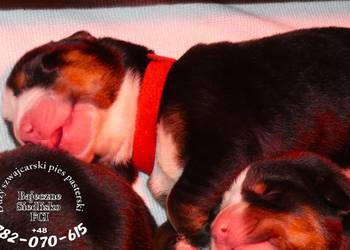 Duży szwajcarski pies pasterski szczeniak szczeniaki szczenięta odbiór maj