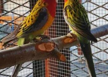 Para rozele  Białolice